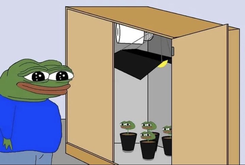 Plazma0x's tweet photo. Growing $PEPE. https://t.co/3BItYuZMqh