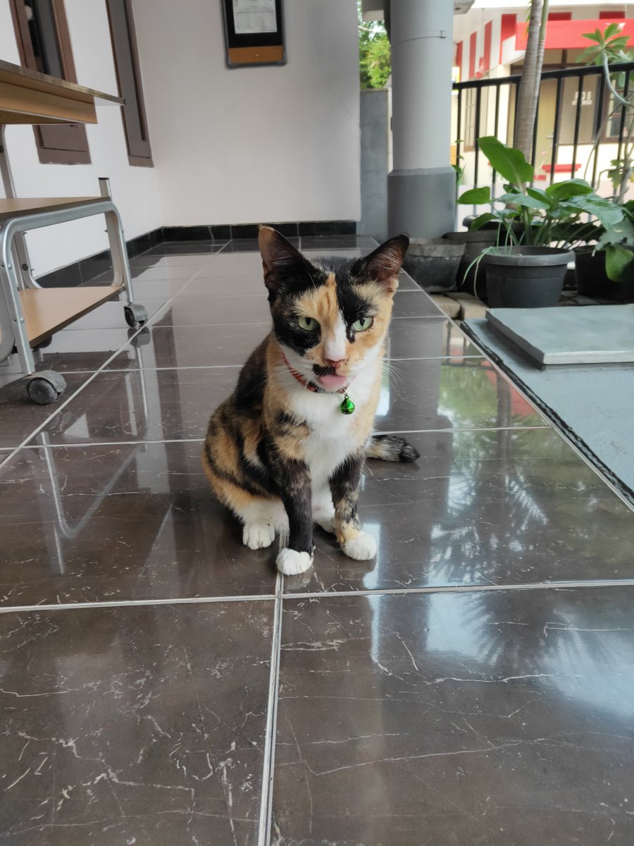 OninChan89's tweet photo. Ory sudah kembali ke Sang Pencipta 1 tahun yang lalu (1th lebih). Tapi memori saat menit-menit terakhir bareng Ory masih bikin mewek, karena nggak nyangka Ory akan sakit dan sekurus itu saat pergi. Terima kasih atas memori indah bersamamu selama lebih dari 13 th. Miss you Ory 😭 https://t.co/7UfmHrNriU