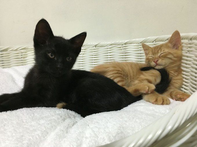 Black cats are not bad luck (@visualscat) on Twitter photo 