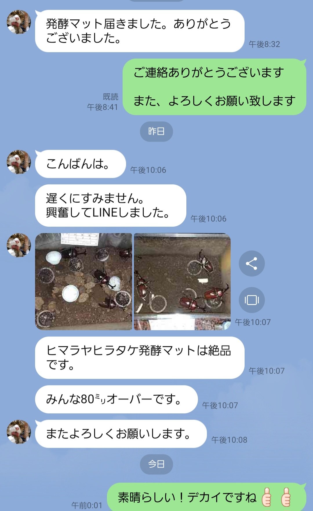 最強のカブトムシ☆クワガタマット作ってます 最強のカブトムシ☆クワガタマット作ってます