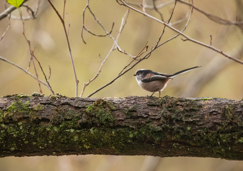 Happy #WorldRainforestDay! 🎉 

Luscious temperate rainforest once covered vast areas of Britain, and we're on a mission to restore this magnificent habitat. Learn more about this fascinating habitat 💚 wildlifetrusts.org/habitats/woodl…
📷 Ben Porter