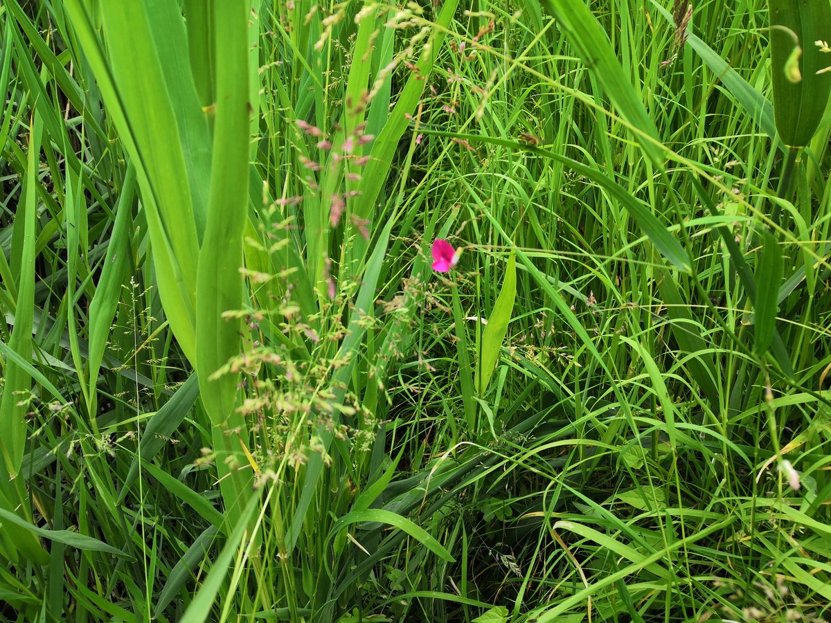 Hi @Jo_the_botanist I think you said you were searching for Lathyrus nissolia sites? We normally have a little patch here. Been checking every week and this is the first one to flower. Burnham Norton.