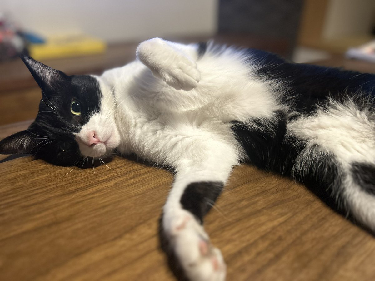 今日は甘えん坊モードのねっこ