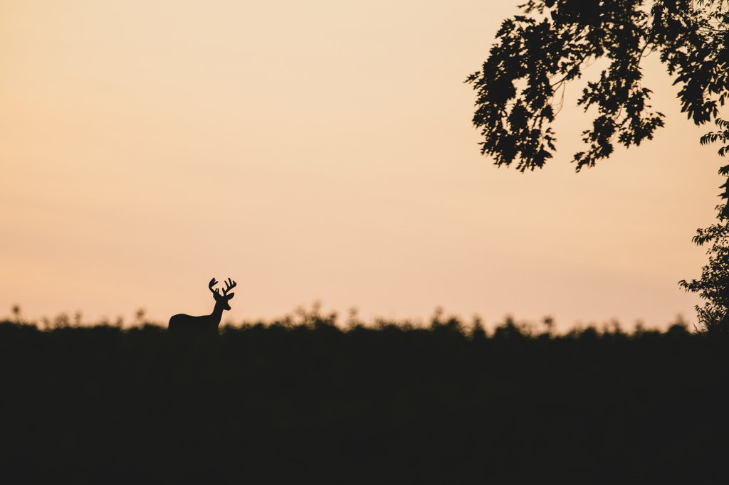 A sunrise silhouette we'll see soon enough.

#nomadoutdoor #gearthathunts #whitetail