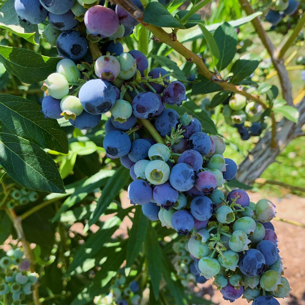 BmoreSparrow's tweet image. The berries were so gorgeous yesterday at Larriland Farms! It was HOT but the bounty reward was worth it. Now - what to make? 🤷🏼‍♀️💕🧁
#MidLifeCrisis #SpinsterLife #SingleGirlProblems #BerryPicking #Blackberries #Blueberries #Baking #BeautyBrainsTalent