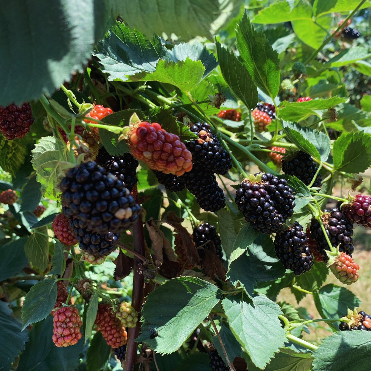 BmoreSparrow's tweet image. The berries were so gorgeous yesterday at Larriland Farms! It was HOT but the bounty reward was worth it. Now - what to make? 🤷🏼‍♀️💕🧁
#MidLifeCrisis #SpinsterLife #SingleGirlProblems #BerryPicking #Blackberries #Blueberries #Baking #BeautyBrainsTalent