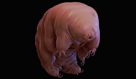 Maybe it's only me, but that H-IIA rocket body could pass for a lonely tardigrade under a microscope. The ADRAS-J mission has taught us so much already; I can't wait learn what other secrets it might reveal! astroscale.com/historic-appro…  #ShowTheWayADRASJ