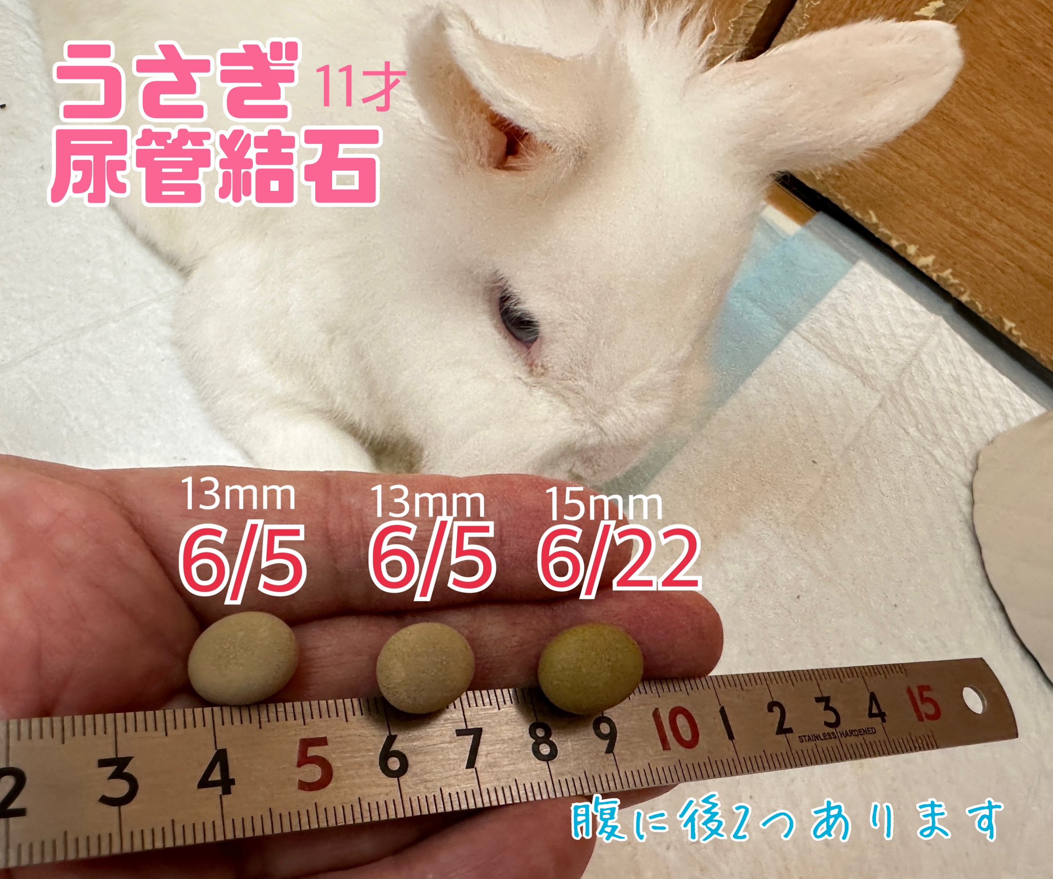 風船モコちゃんねる「モコママ」 on X: 
