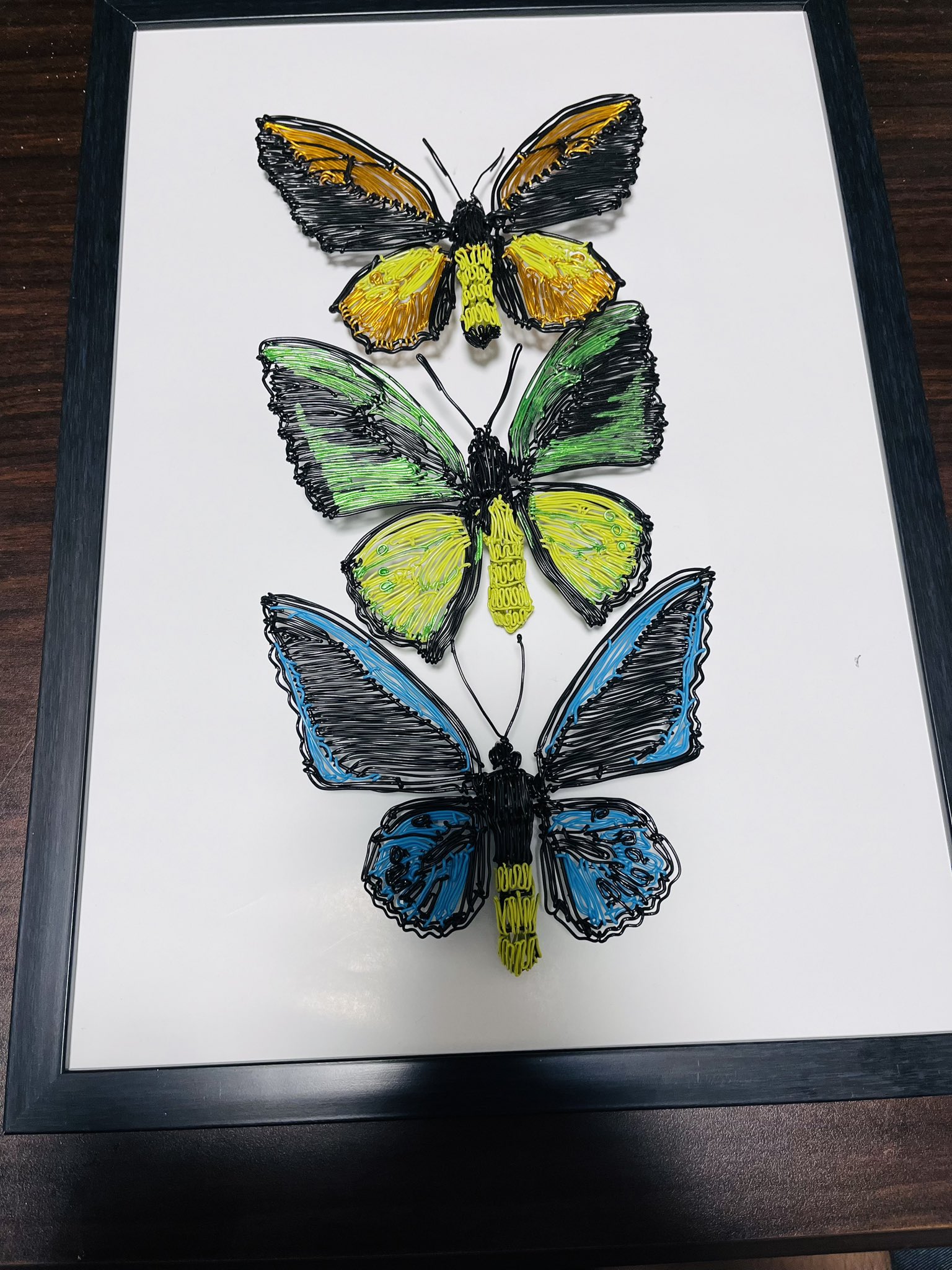 ゴライアストリバネアゲハ！標本3 【公式通販】