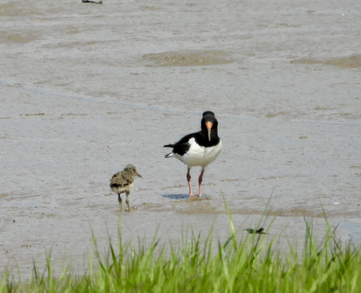 Lise 👩🏻📸🦢💕 tweet media