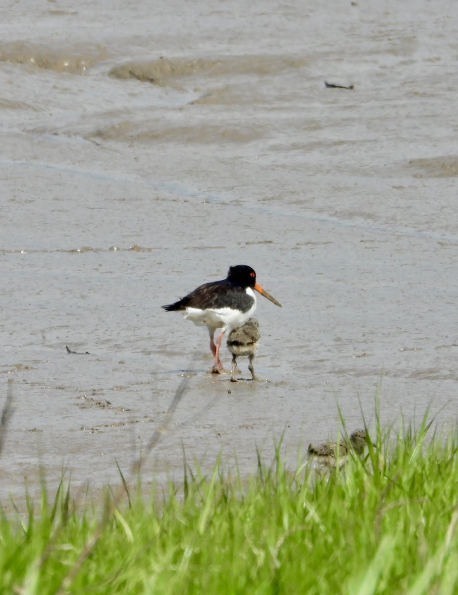 Lise 👩🏻📸🦢💕 tweet media