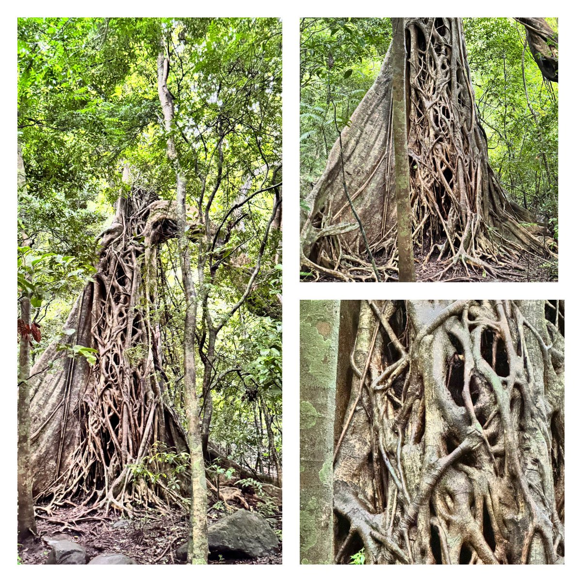 Kris Conway tweet media