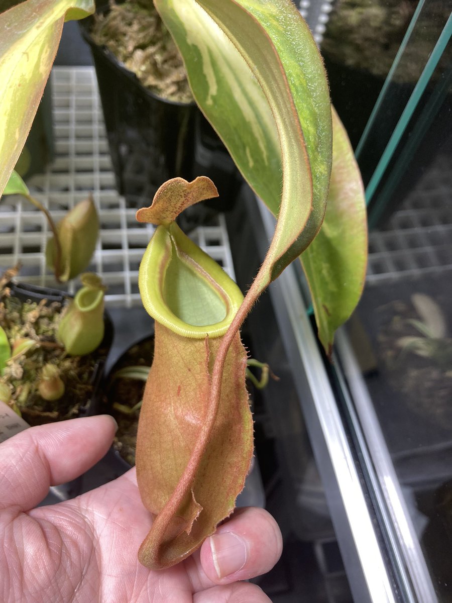 NEWamp2's tweet image. 