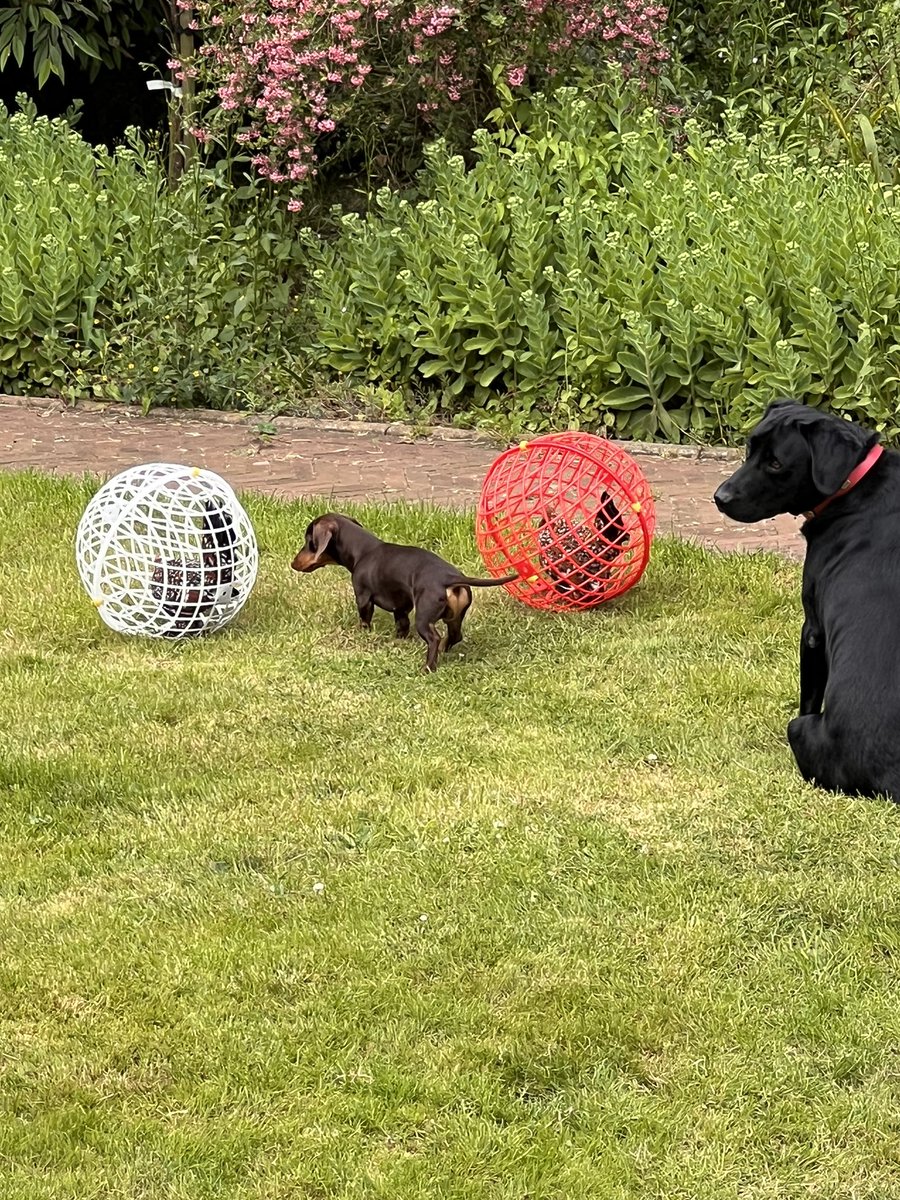 Me: We need to cut back on spending a bit, just concentrate on the essentials

Her: Sure no problem, I understand. 

Also her: I’ve just got these Zorbing balls for the chickens