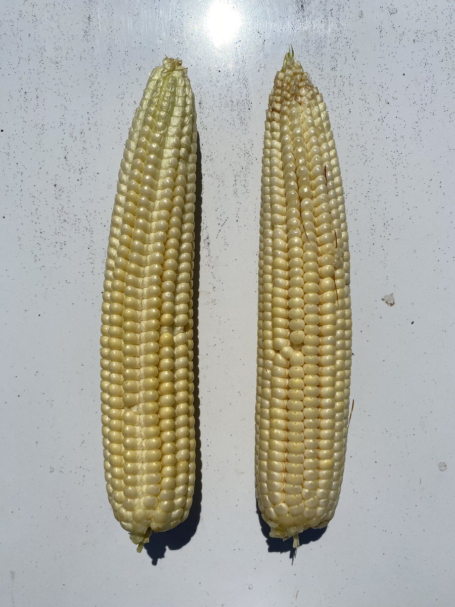 Eros Francisco (@eabfranc) on Twitter photo We’re studying the Smart Corn technology in Alabama: seeding rate, row spacing and N program. Is it more efficient in using water and fertility? We’ll find out at the end of the season. <a href="/AuburnCSES/">CSES Auburn University</a> <a href="/ACESedu/">Alabama Extension</a> We’re studying the Smart Corn technology in Alabama: seeding rate, row spacing and N program. Is it more efficient in using water and fertility? We’ll find out at the end of the season. <a href="/AuburnCSES/">CSES Auburn University</a> <a href="/ACESedu/">Alabama Extension</a>