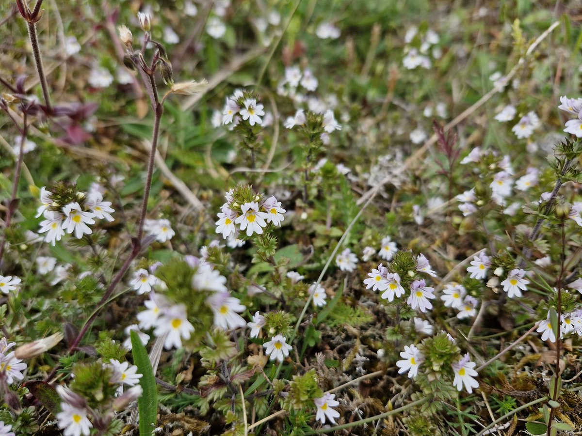 bobhogrunner's tweet photo. @teeswildlife @teesbirds1 @nybirdnews @Natures_Voice A few more,#Bladdercampion,#Rattle,#Marshorchid and #Eyebright. https://t.co/LPh9xVASXy