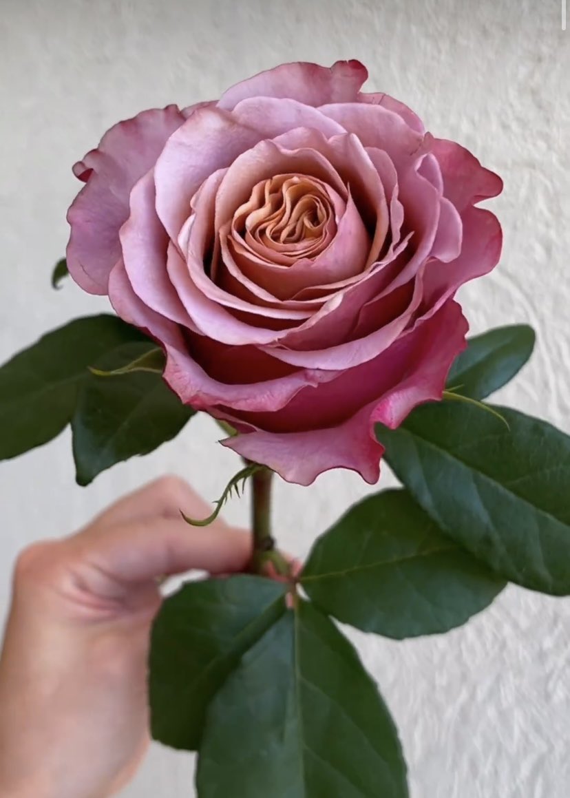 DVFlora tweet media