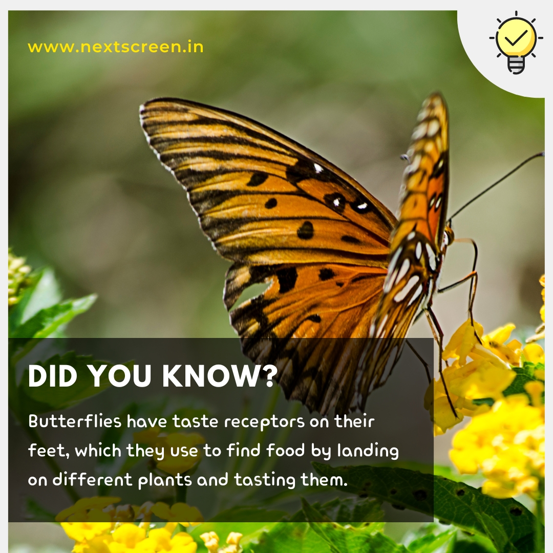 next_screen's tweet image. 💡 Interesting Fact : 8
Did you know that Butterflies have taste receptors on their feet, which they use to find food by landing on different plants and tasting them?
.
.
.
#interest #interesting #interestingfacts #factsyoudidntknow #factoftheday #DidYouKnow  #nextscreen