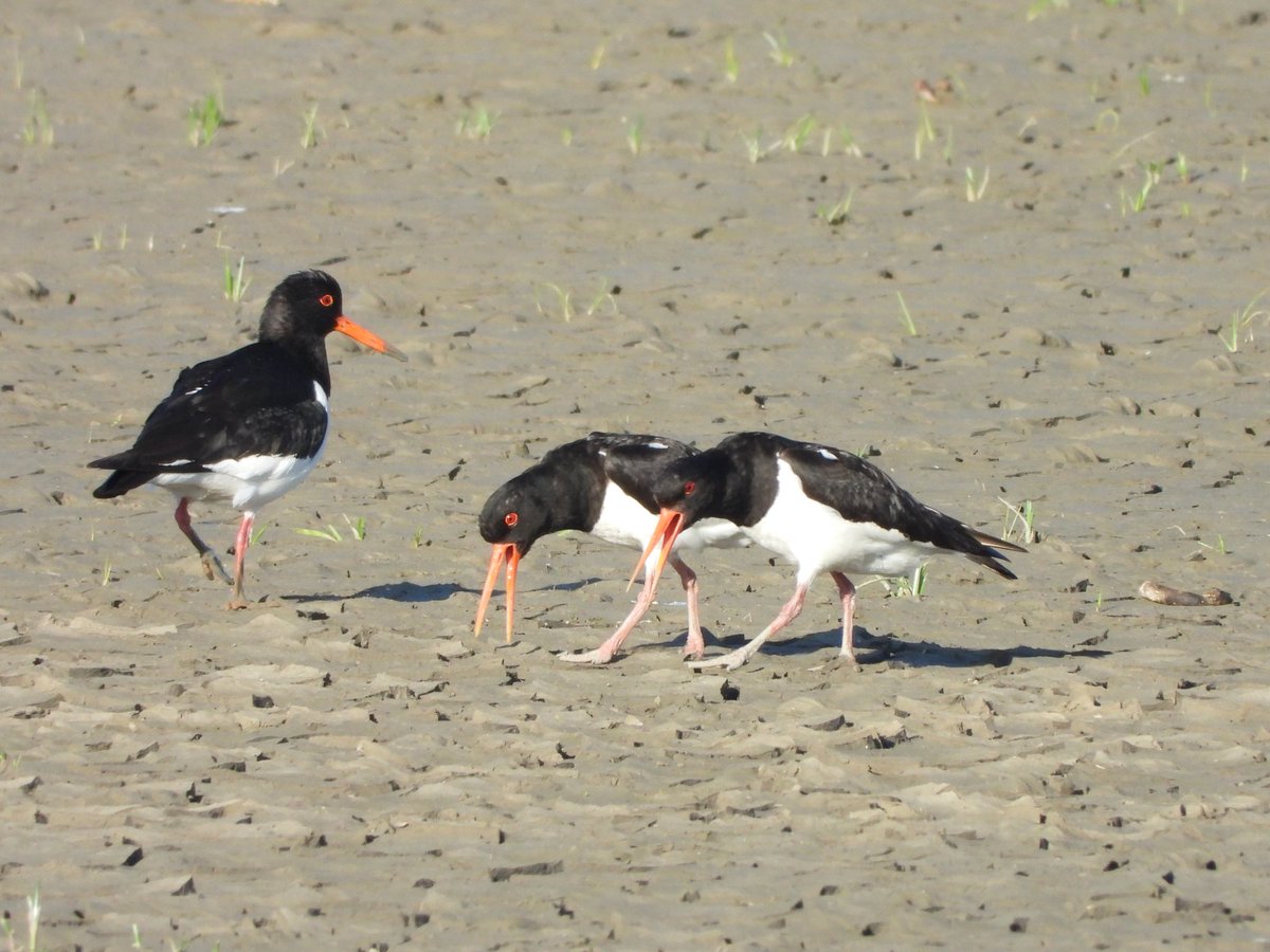 Neville Davies - (Nature With Nev) (@ecology_cymru) on Twitter photo Watched these Oystercatchers 'piping' for about 10 mins St Goldcliff this morning, great spectacle to watch and listen to. <a href="/waderquest/">Wader Quest</a> <a href="/GwentLevels/">Friends of the Gwent Levels</a> @GOS_birds Watched these Oystercatchers 'piping' for about 10 mins St Goldcliff this morning, great spectacle to watch and listen to. <a href="/waderquest/">Wader Quest</a> <a href="/GwentLevels/">Friends of the Gwent Levels</a> @GOS_birds