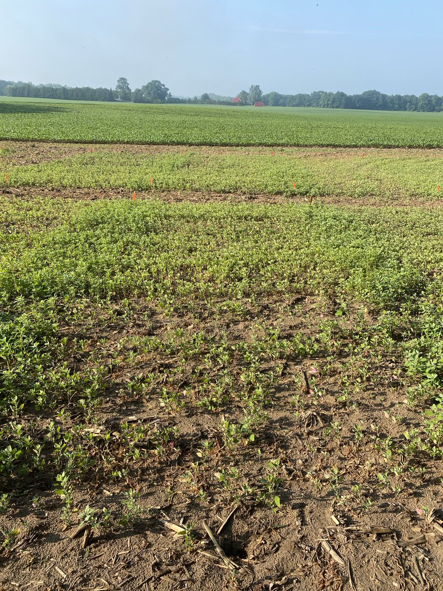 For anyone that wonders why I’m so passionate about Roundup being the best product in the market, here are pictures I took this morning of a trial we put out in one of my fields on LQs. Everything app at 0.67L/ac 11 days ago, WeatherMax in the top left vs 3 competitor glyphosates