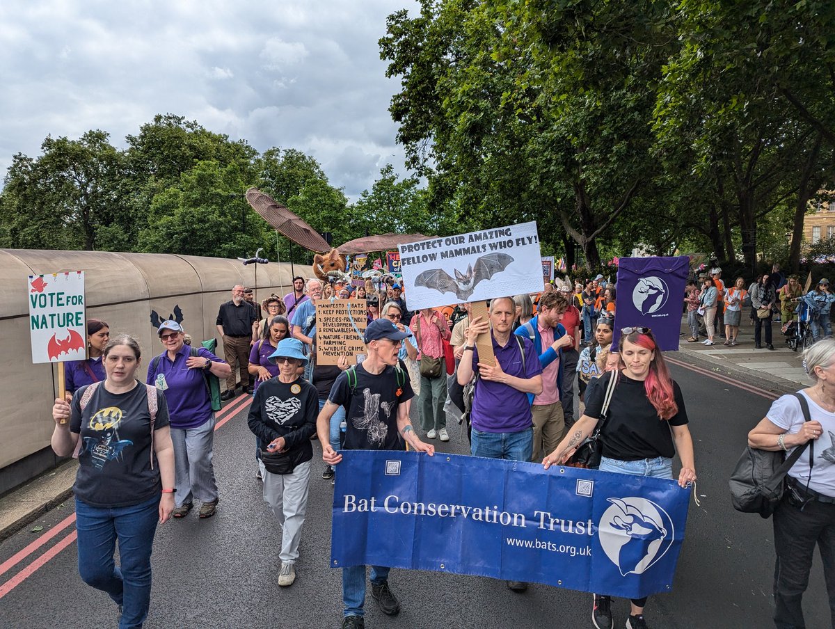 #RestoreNatureNow march. Proud to join thousands of others calling for #nature to be protected. Read our #batmanifesto  bats.org.uk/news/2024/06/s…
