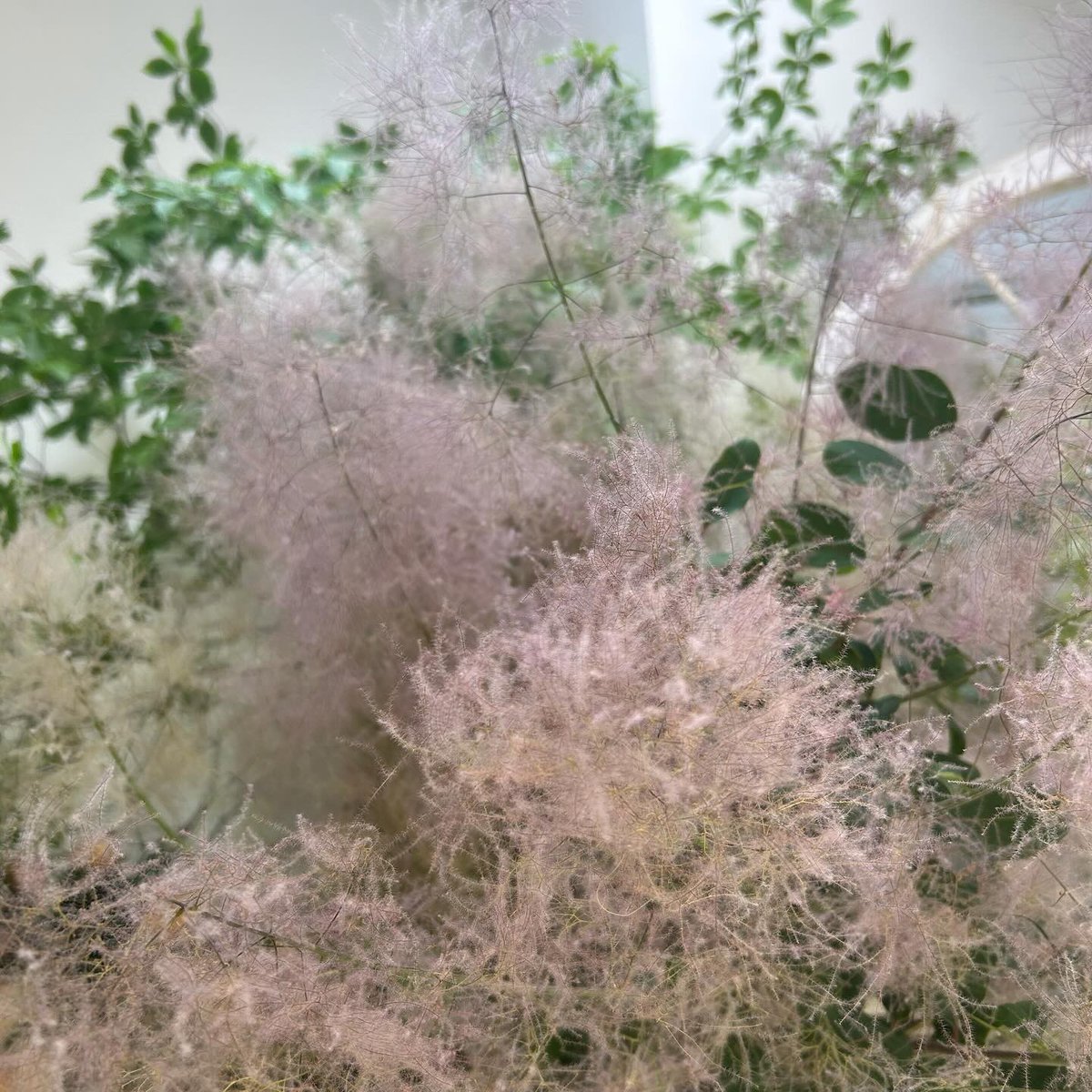 SHOParcobaleno's tweet photo. #スモークツリー❦#Cotinus coggygria

#ストロベリームーン／苺月❦6月の満月：2024本日

❦イチゴの収穫期に由来

［#満月］
　古来より字の如く物事が満ちた状態
　エネルギーが溜まった完成状態

#summer #strawberrymoon #fullmoon #smoketree #driftwood #photography #photo #flowers #写真 #花 https://t.co/UA911C7TVZ