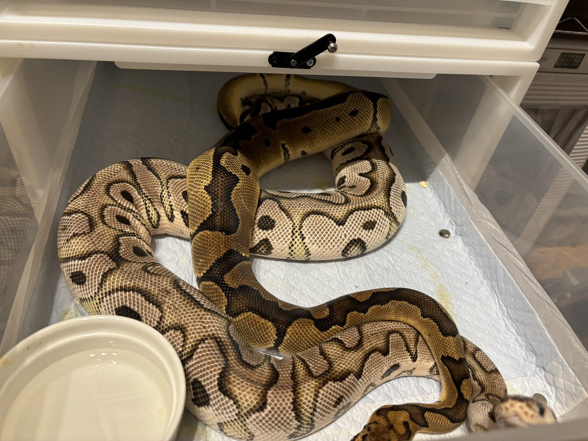 beckeryama's tweet image. 3回目の脱皮が来ないので、14回目の指切りです🙏

#ボールパイソン
#ballpythons