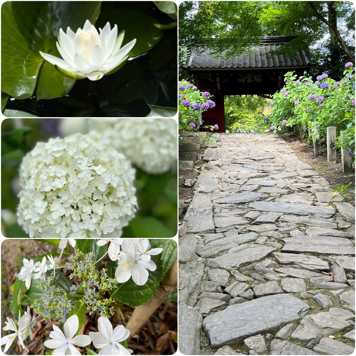 nisimikawa's tweet photo. 幸田町の本光寺は紫陽花の花が丁度見頃でとても綺麗だった。 https://t.co/vrccb5tvhx