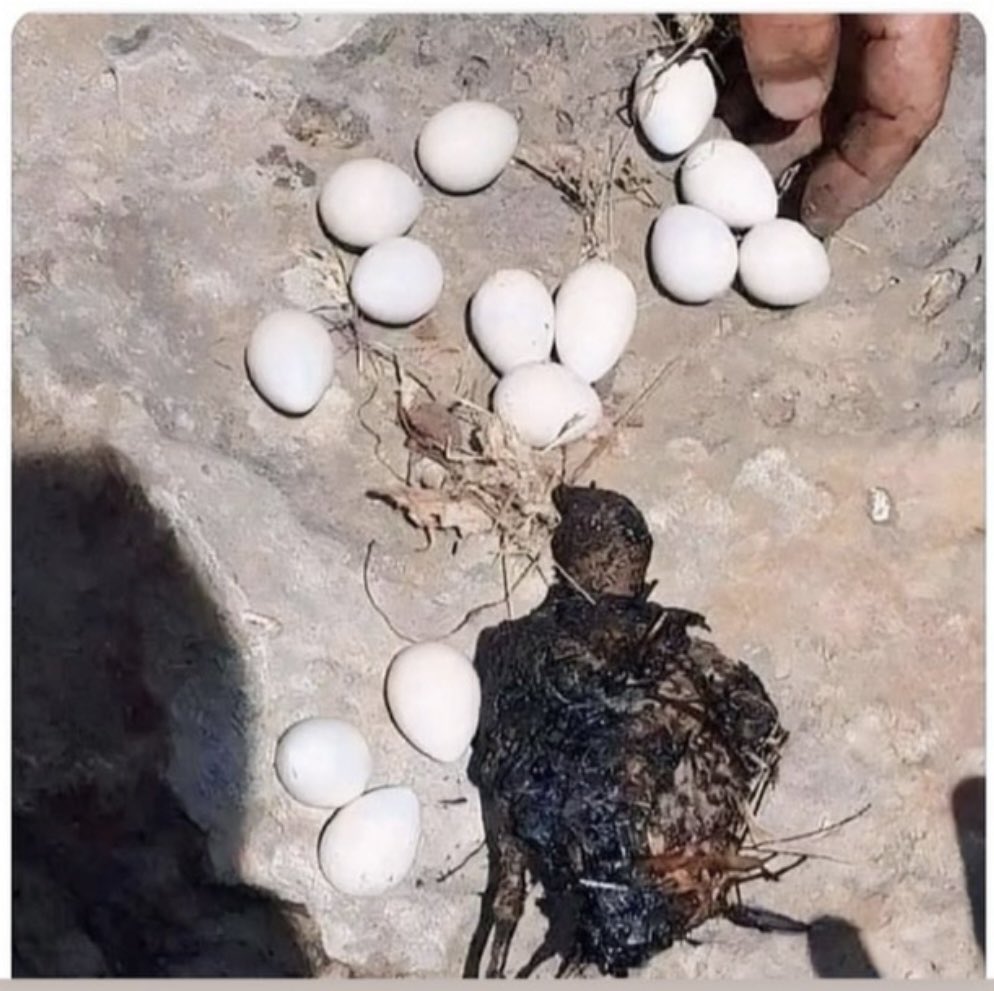 İki Kanat çırpıp gidebilirdi ama Anne olmak bu gerektirdi yumurtaların yanında kaldı. Çıkan yangında ölen 1 Tavuk .