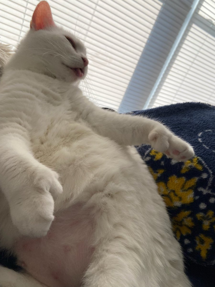 Leelee08632981's tweet photo. #cats #caturday #grandcat #hemingwaycat #catsoftwitter Stay cool, cats. https://t.co/zLq9nwtef0