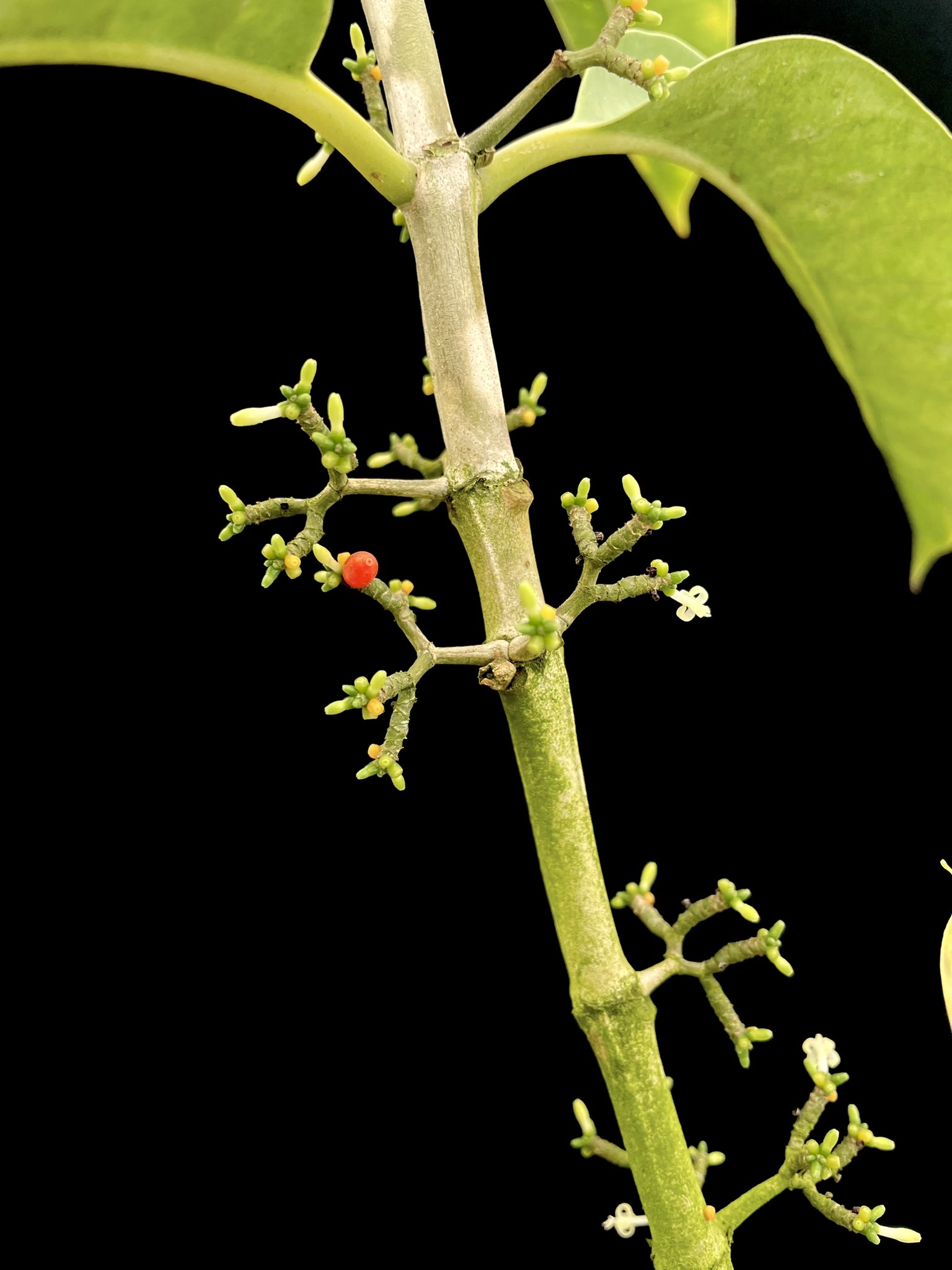 【アリ植物】伊藤蟻植物農園⭐︎ Hydnophytum. aff. ovatum itome@伊藤蟻植物農園 on X: 