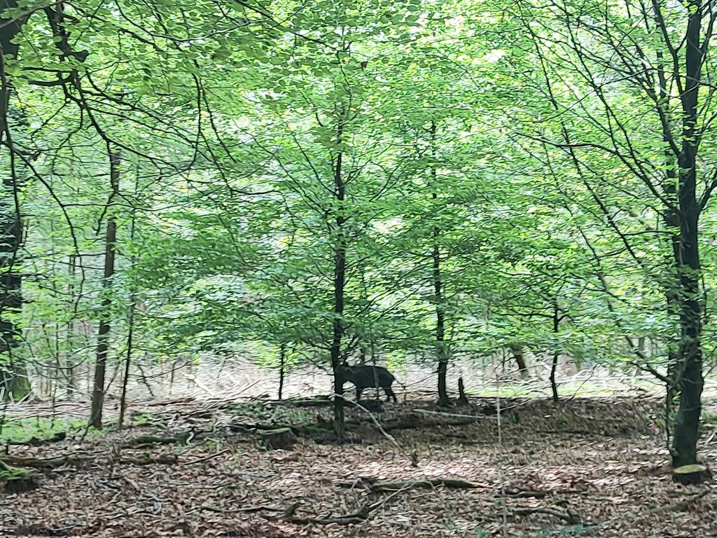 roy_mes's tweet photo. Helaas niet dichterbij kunnen gaan zonder het wilde zwijn (zeug) te verjagen. Maar toch altijd weer leuk zo'n onverwachte ontmoeting met een wild dier in de #Sysselt. Iets verderop liepen nog een zestal biggen. Moeders is waakzaam, de zeug liet haar kroost geen moment uit het oog https://t.co/dIAov9qibi