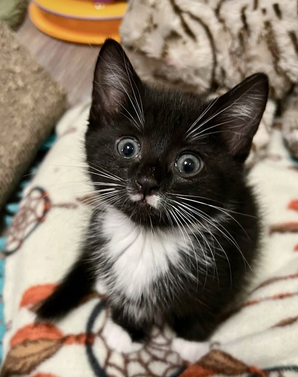 loudouncats's tweet image. On a scale of 1-10 how cute am I?