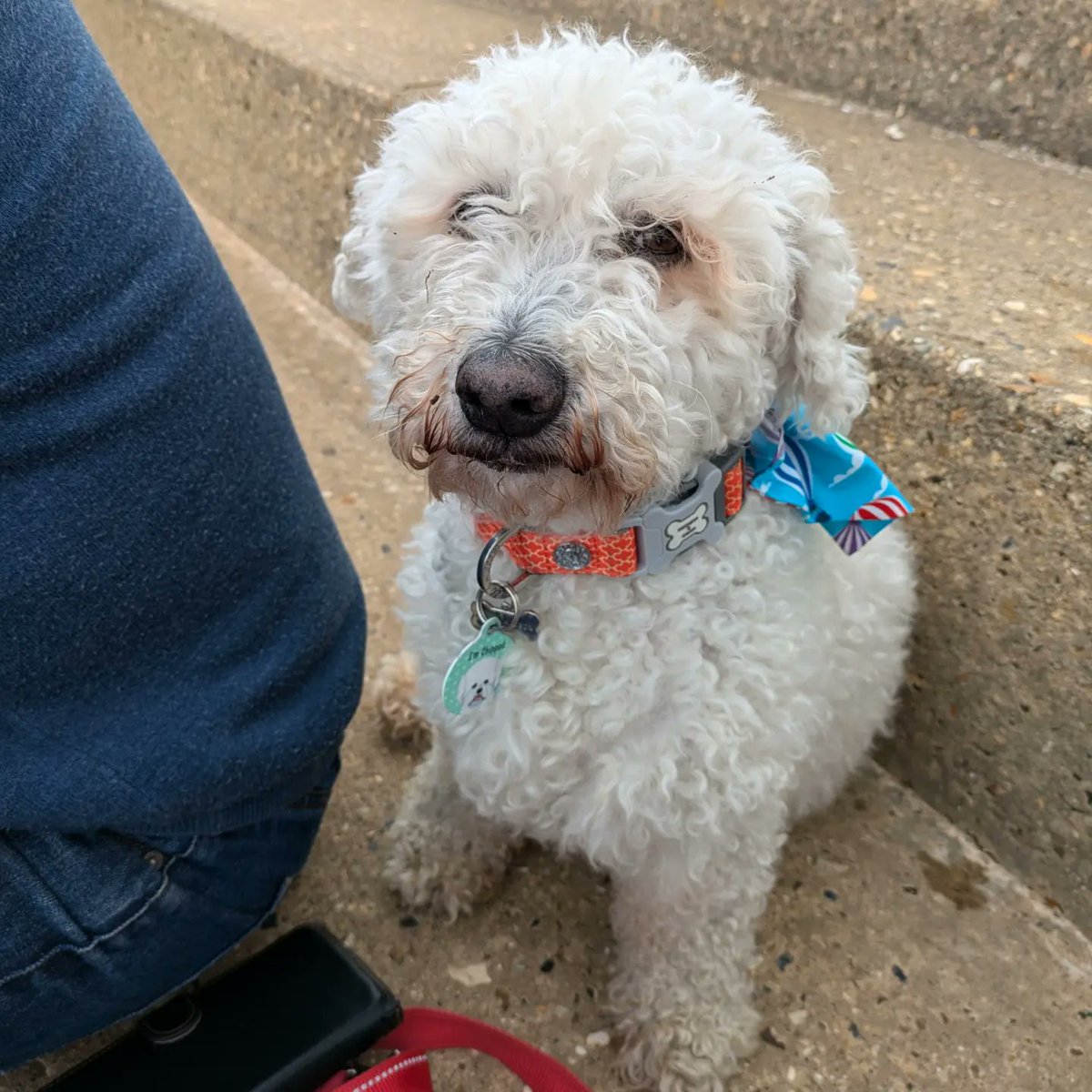 Oscar (14 years) enjoying the beach today 🏖️ 
#Dogs #Bichon  #BeachBreak