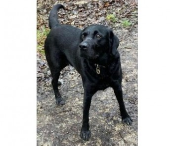 millypod1's tweet photo. CASPAR HOME SAFE. THANKS FOR RT's😊🐕🐾 

🆘21 JUN 2024 #Lost CASPAR #ScanMe #Tagged
Black Labrador Retriever Male 
#HatchGrange #WestEnd #Southampton #SO30
Last spotted in #Harefield @ 15:43 21/6/24 https://t.co/cfMp2jcTAW https://t.co/V8ua5wVnUr