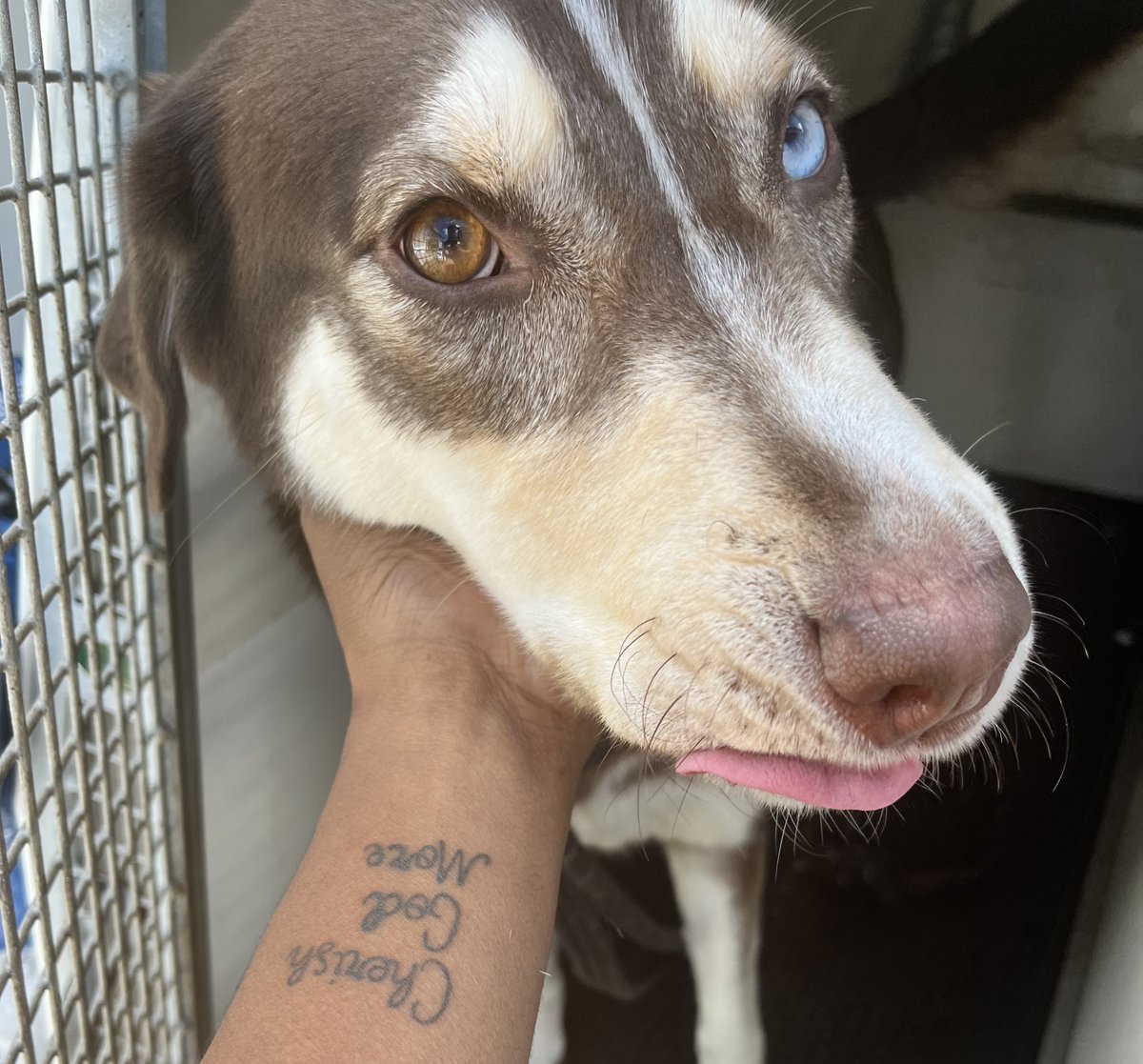 Urgent, please retweet to HELP FIND THE OWNER OR A RESCUE SPACE FOR THIS DOG FOUND/ ABANDONED #GREENFORD #EALING #LONDON #UK 17 June 🆘
Female Husky Cross, she was wearing a collar, her chip is not registered or up to date.  Now in a council pound for 7 days, please share widely