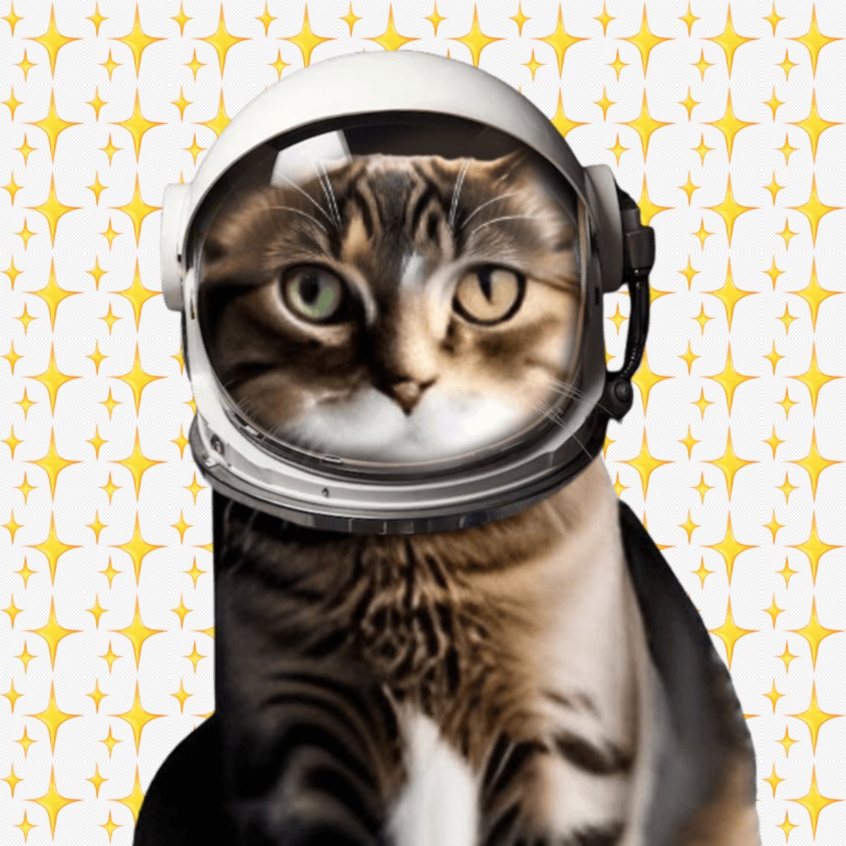 Catwifhat $CWIF tweet media