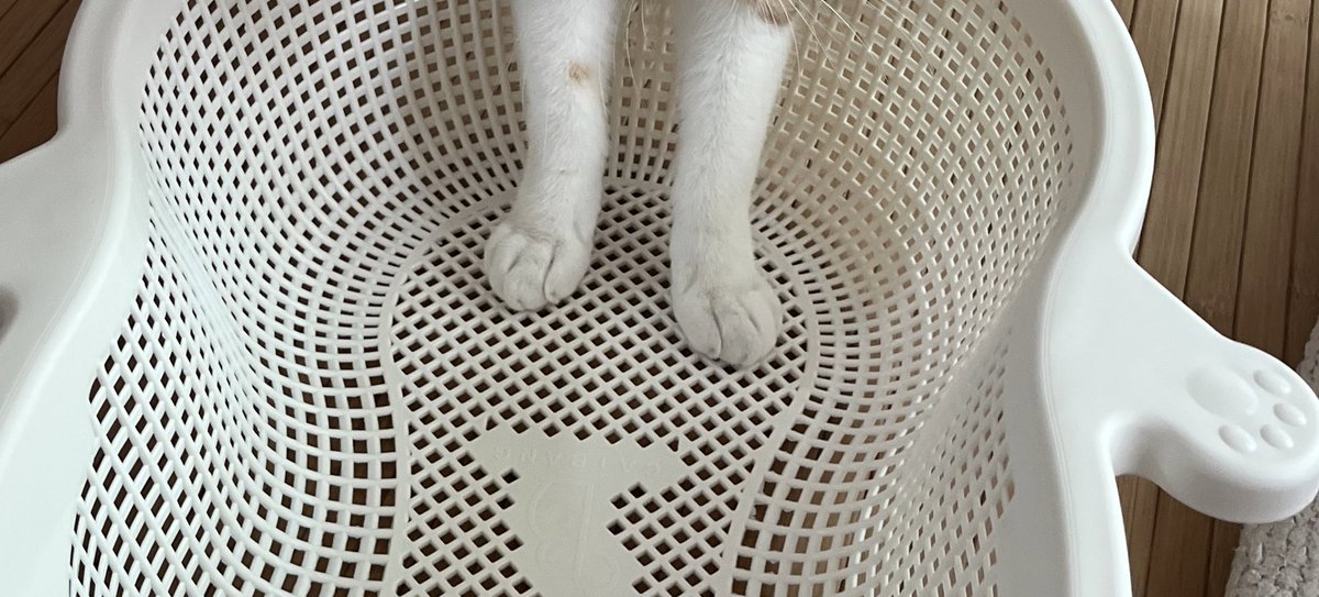 꾸무꾸무 오른다리에 
작은 치즈 얼룩의 비밀,,,
 
아가때 엄마가 믹스커피 타다가 
한방울 튄 건 줄 알고 
미안해 미안해 하면서 목욕티슈로 벅벅 닦아줌
안지워져서 물든 줄알고 내가 화낼까바
오랫동안 비밀로 함 근데 무늬였슴