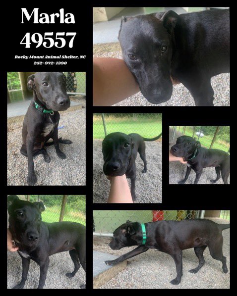 I’m passed my deadline 🥺
#RockyMount #NorthCarolina
Please help me 🙏🏽🏡🛟♥️
Hugs &amp; Paws, 🐕‍🦺 Marla 🐾
