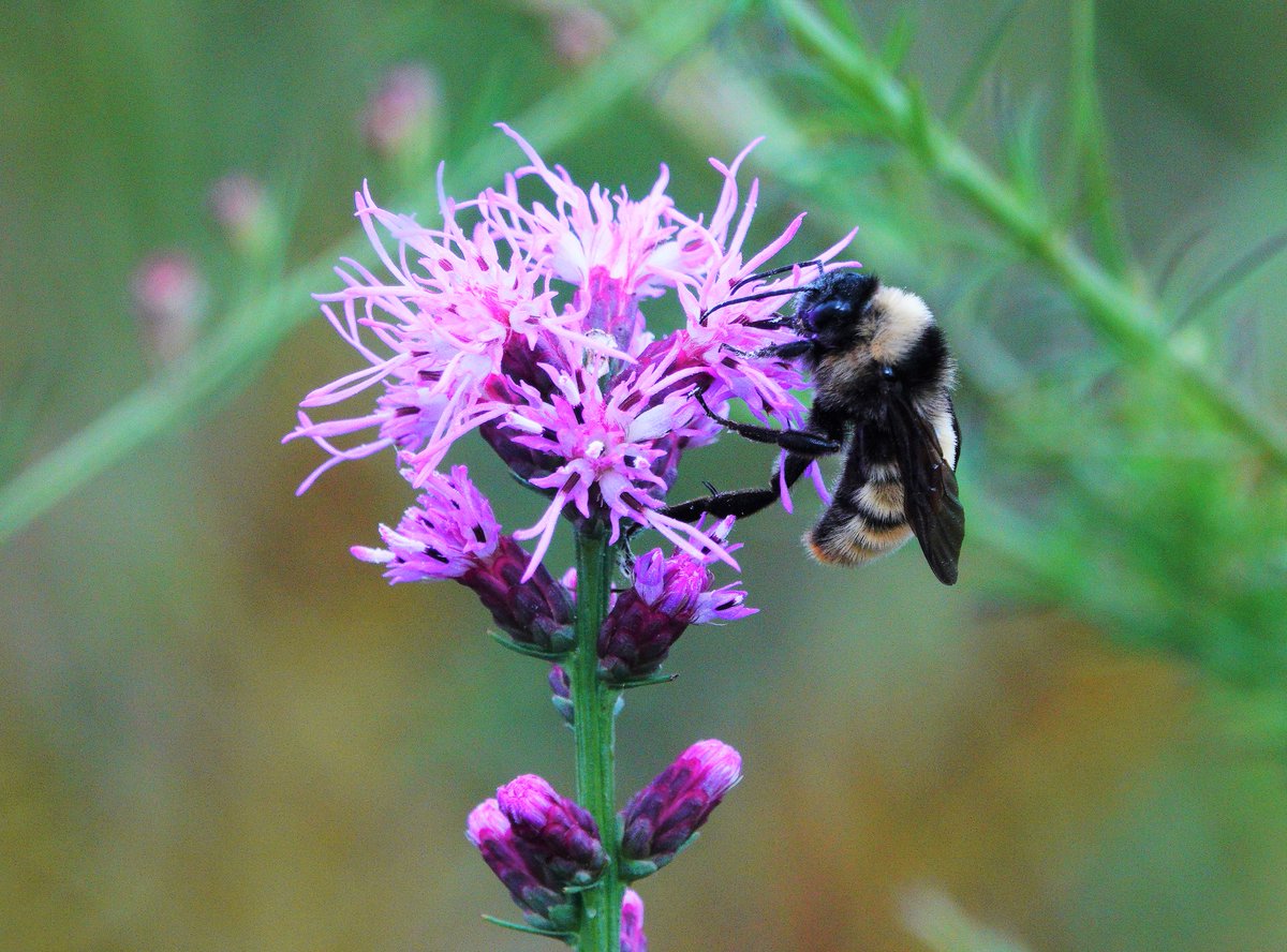 Bumble bees use "buzz pollination" to vibrate their wing muscles &amp; dislodge additional pollen.

Tomatoes, peppers, &amp; cranberries benefit greatly from this behavior. If these food items are on your table, give those bumbles a shout-out! #PollinatorWeek

📸USFWS