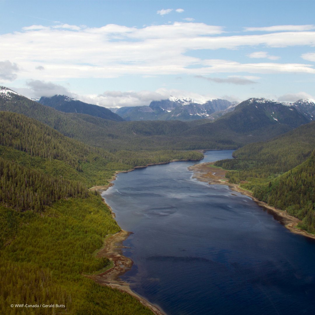 🌲🐻 Embrace the wonder of the Great Bear Rainforest this #WorldRainforestDay! This pristine wilderness not only captivates with its towering trees but also serves as a crucial habitat for countless species. Let's celebrate &amp; protect this biodiverse haven for future generations.