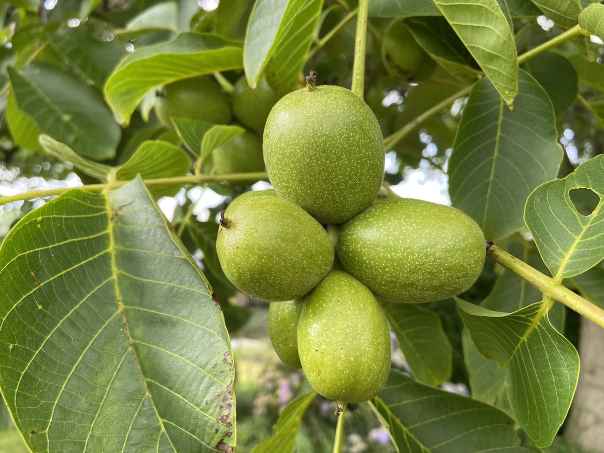 boerinhendrika's tweet image. #walnoten Eind september - begin oktober zijn ze rijp.

#erfbeplanting
