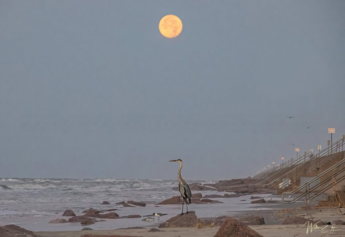 WatersEdgeDigi1's tweet photo. Good morning!
These are three images from this morning's sunrise, near the Galveston Fishing Pier. Have a sensational Saturday!
Galveston, TX
https://t.co/QwleAC47Jp

#watersedgedigitalphotography #galveston #galvestonisland #sunrise #sunrisephotography #sunriseoftheday #island https://t.co/jdgmDLexij