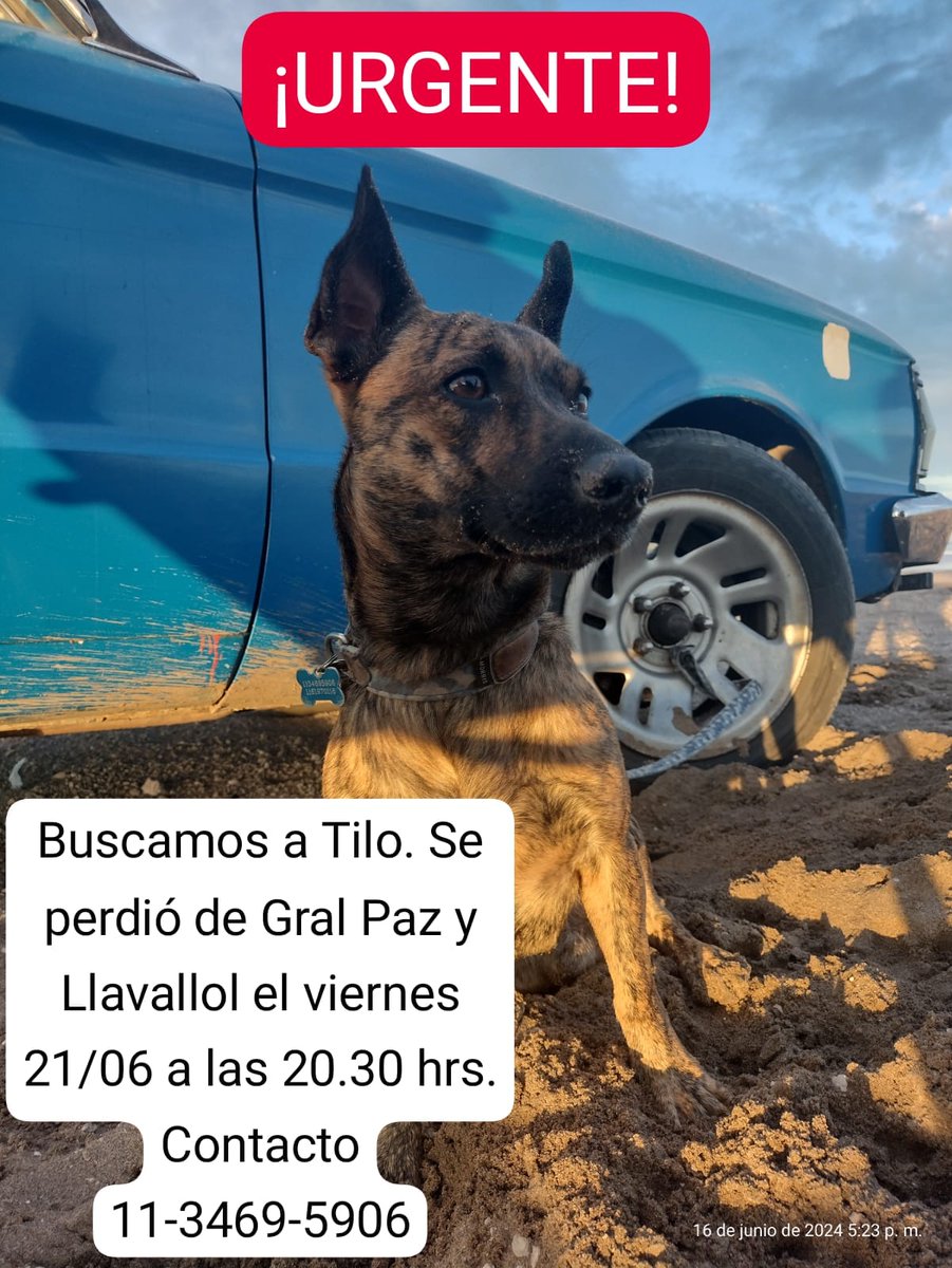 Caty90's tweet photo. Buscamos a Tilo. Es nuestro perrito. Se perdió anoche. Zona villa Pueyrredón. #perroperdido #perroperdidocaba
#perroperdidopueyrredon
#lostdog https://t.co/6Gx42emDfq