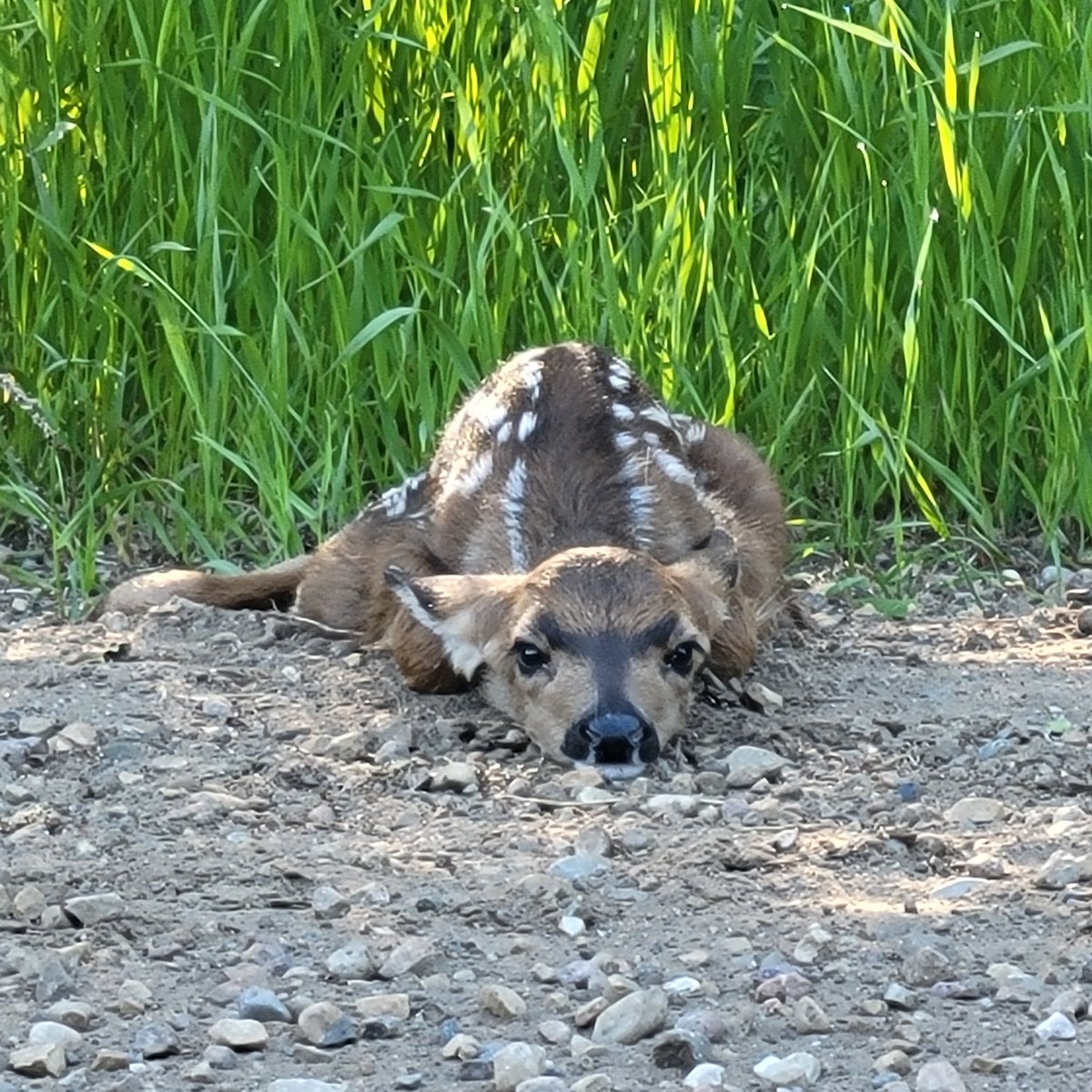 Good morning, lil guy ♥️. Ran into twins this morning on the road. I'm sure mom won't be far away, but Kris put up caution tape just in case :)