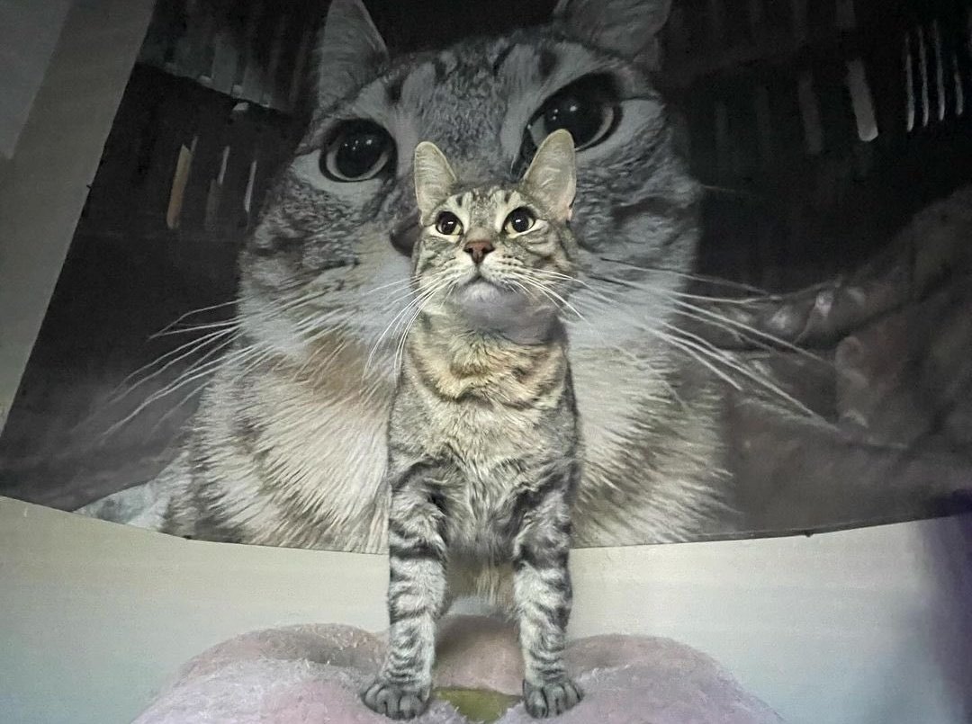 meowgi bot tweet media