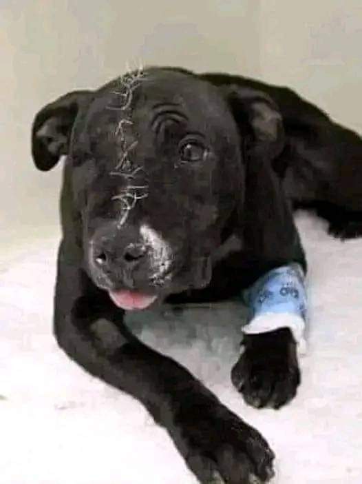 Happy Dog tweet media