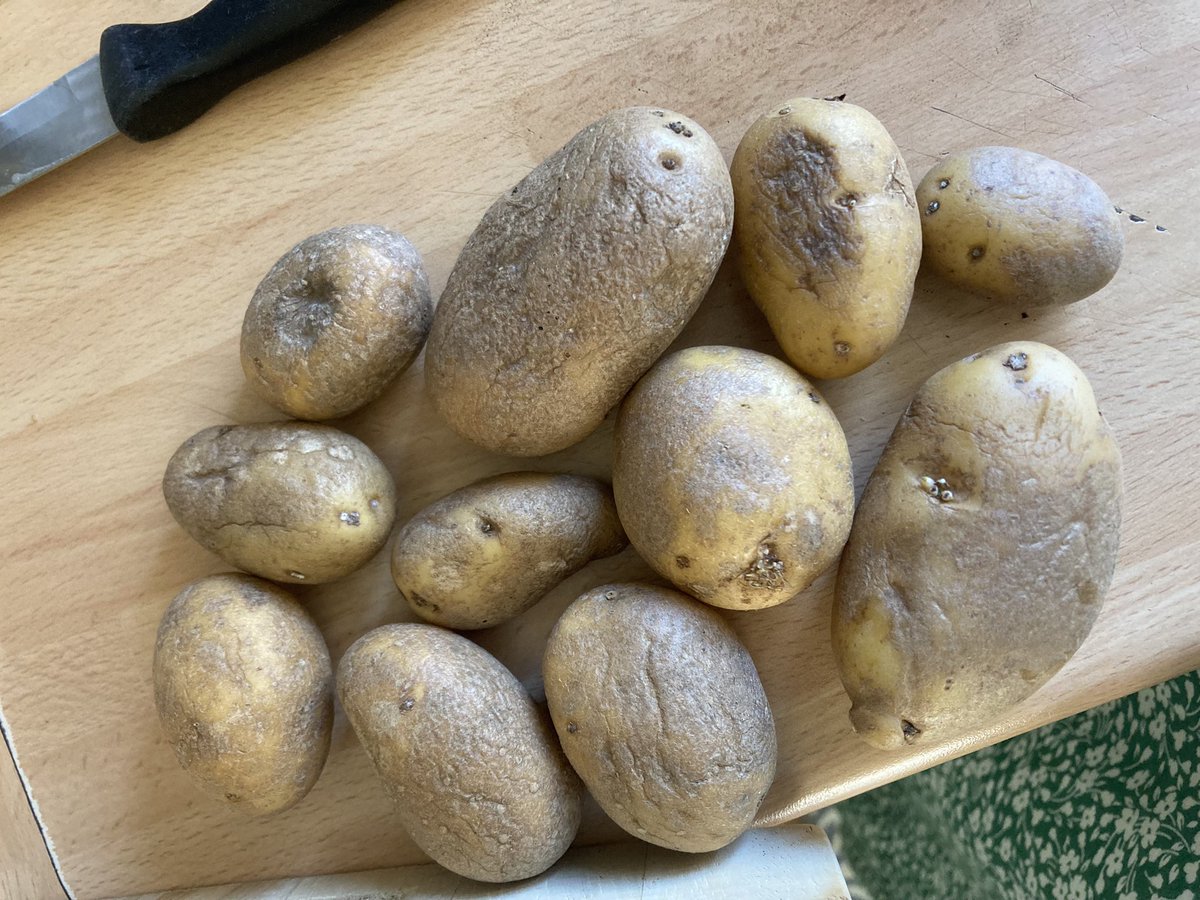 cherry_hudson's tweet photo. @LidlGB  purchased a bag of your baby potatoes yesterday and most of them in the bag are old and shrivelled  🥔 ☹️ https://t.co/bj6ZXRv6xu