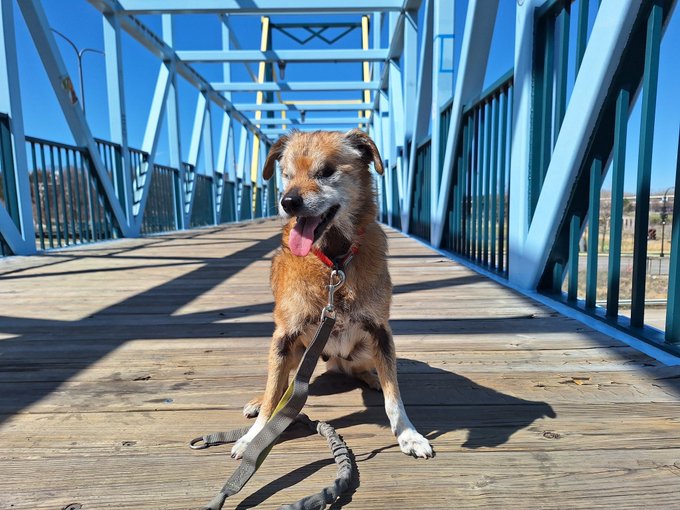 Watch WeRateDogs's leaked NSFW photo on TwXstars