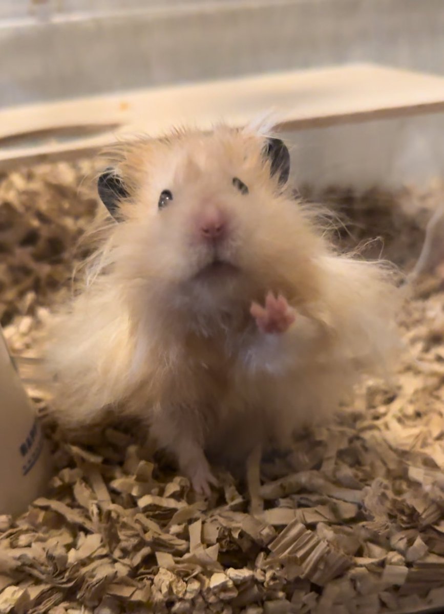 ham_guuu's tweet photo. ぱやぱやころもくん可愛すぎる🥰

#ハムスターのいる暮らし https://t.co/zlLAgMLJAC
